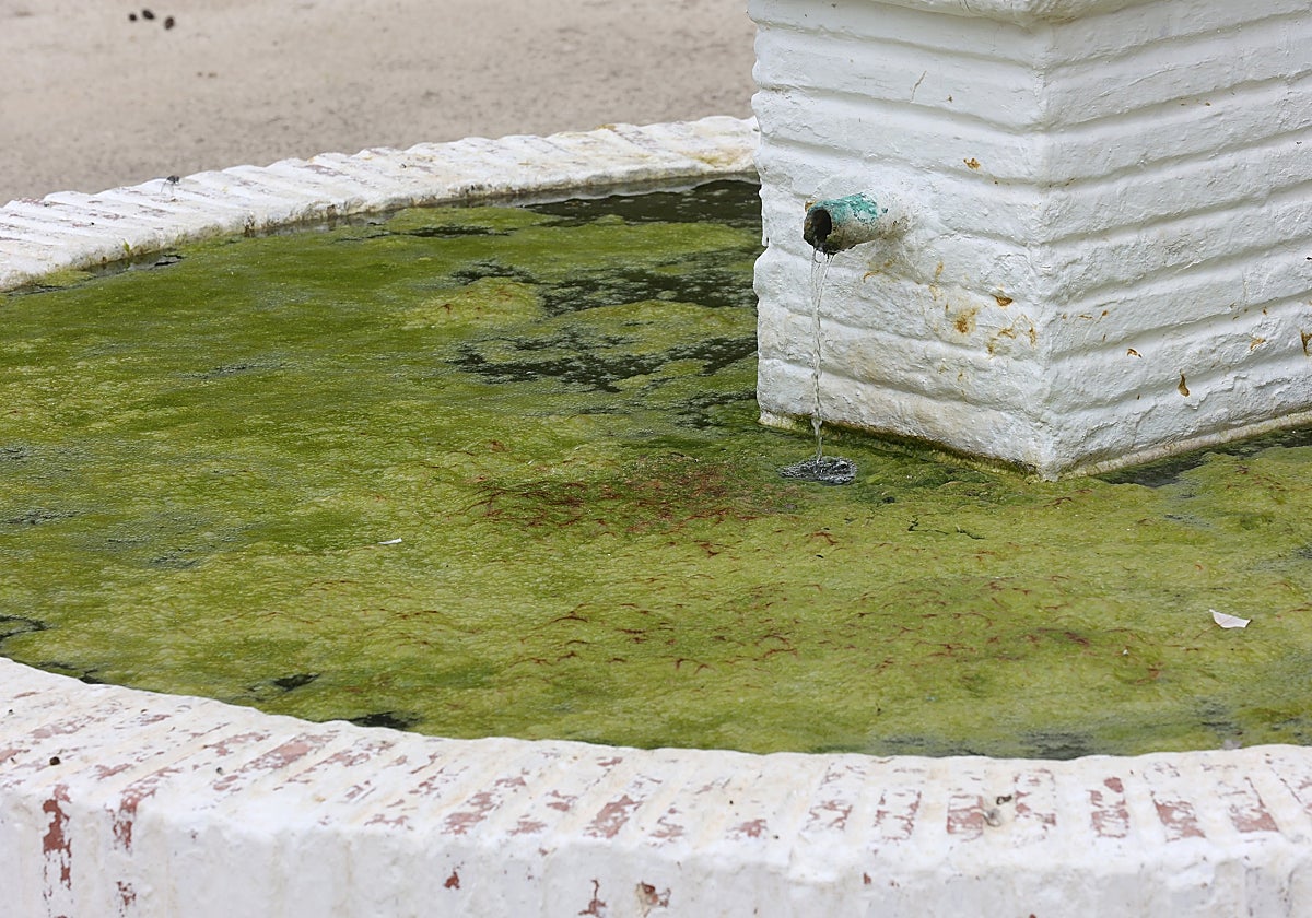 Una fuente con agua estancada en una localidad cordobesa