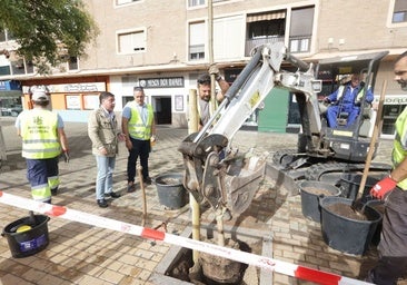 El Ayuntamiento empieza la plantación de otros 3.000 árboles en los alcorques vacíos