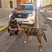 Abandona a un cachorro enfermo en medio de la carretera tras negarse a pagar el tratamiento médico en Castellón