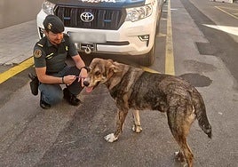 Abandona  a un cachorro enfermo en medio de la carretera tras negarse a pagar el tratamiento médico en Castellón