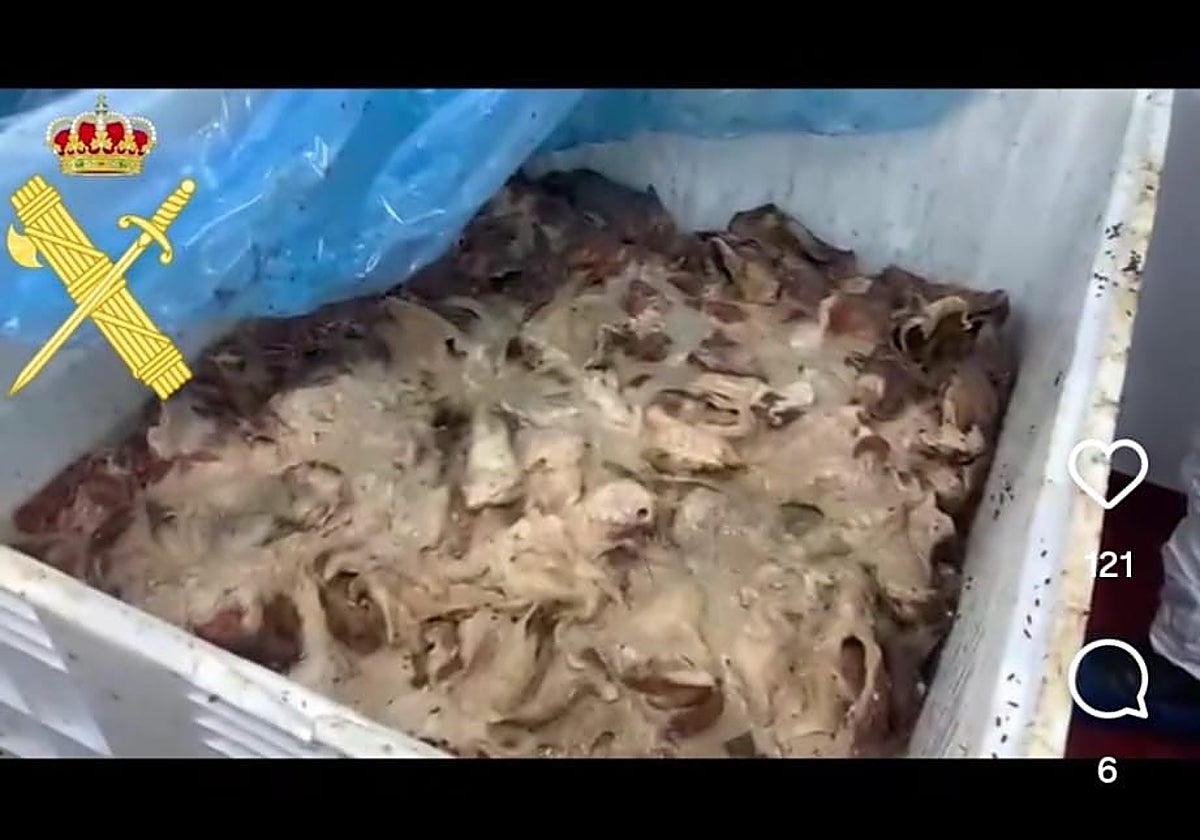 Carne en avanzado estado de putrefacción