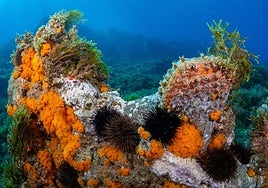 Hallan en el mar de Alborán una de las mayores concentraciones de coral naranja y praderas marinas mejor conservadas del Mediterráneo