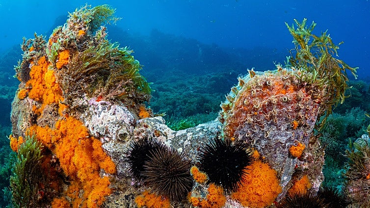 Hallan en el mar de Alborán una de las mayores concentraciones de coral naranja y praderas marinas mejor conservadas del Mediterráneo