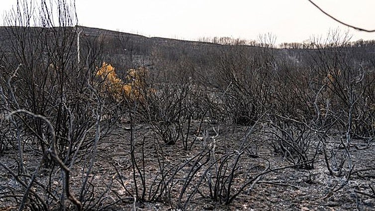 Un negro 2025 deja ya más superficie forestal quemada en Castilla y León que entre los cinco últimos años juntos