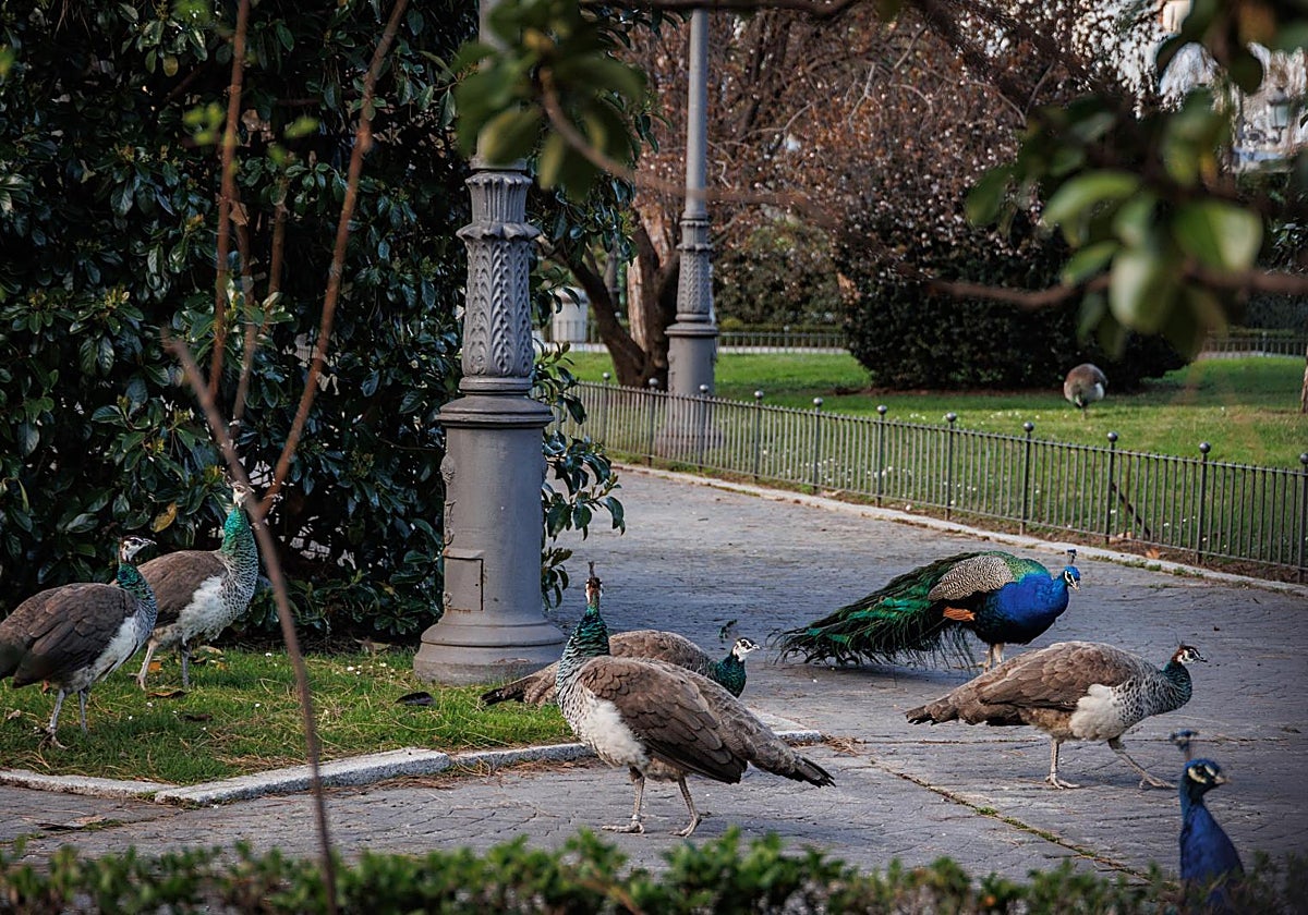 Varios pavos reales del parque del Retiro