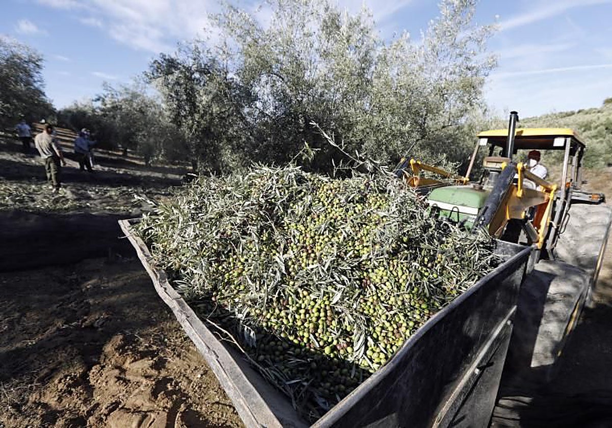 Recogida de la aceituna en la provincia de Córdoba en una imagen de archivo