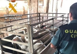 Un agente de la Guardia Civil junto a un rebaño en el norte de la provincia