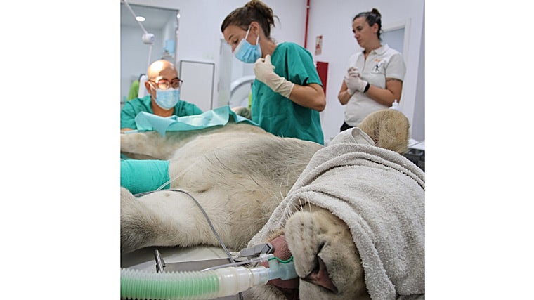 El felino intubado durante las pruebas de los veterinarios en Elche