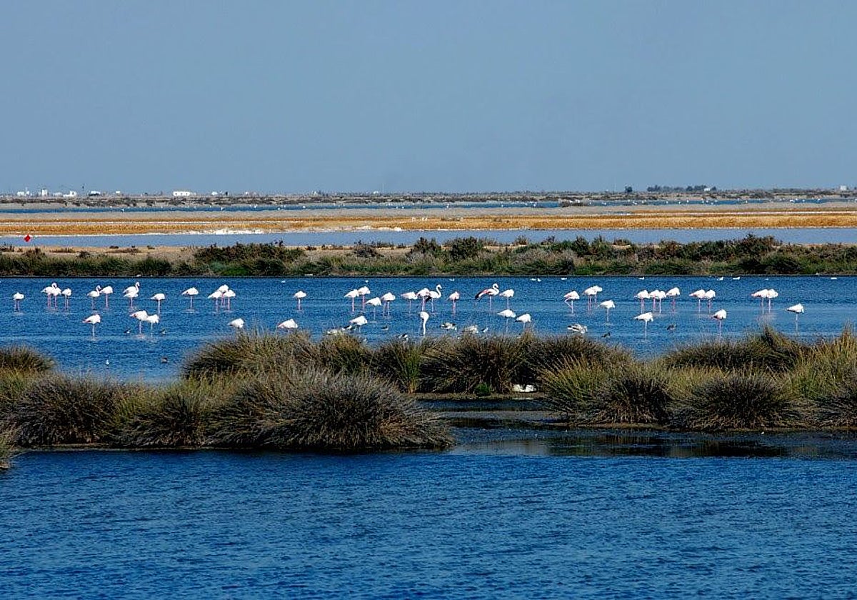 Marismas de Doñana