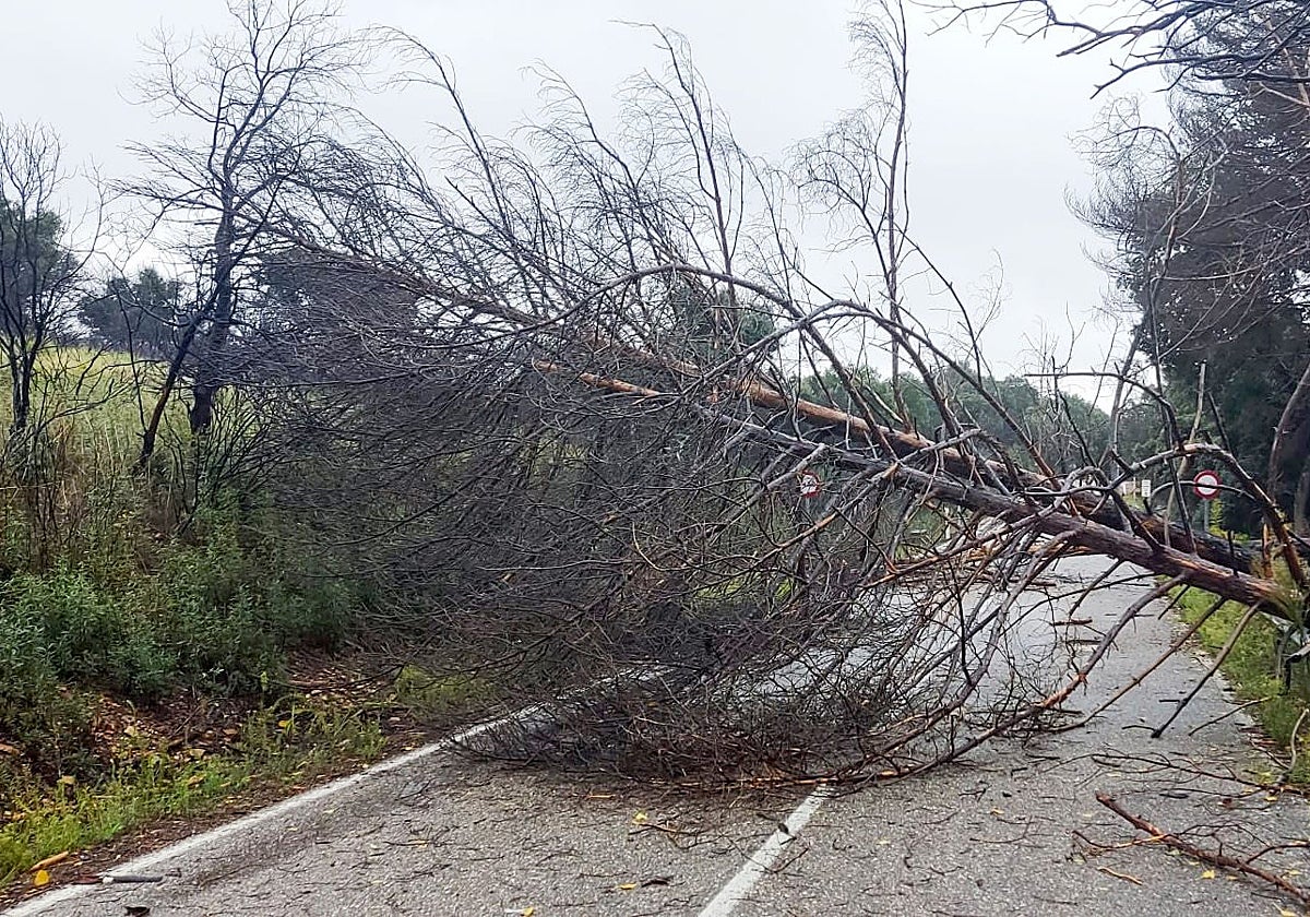 Árboles derribados sobre la calzada por el viento en una carretera de la red provincial de Zamora en una foto de archivo