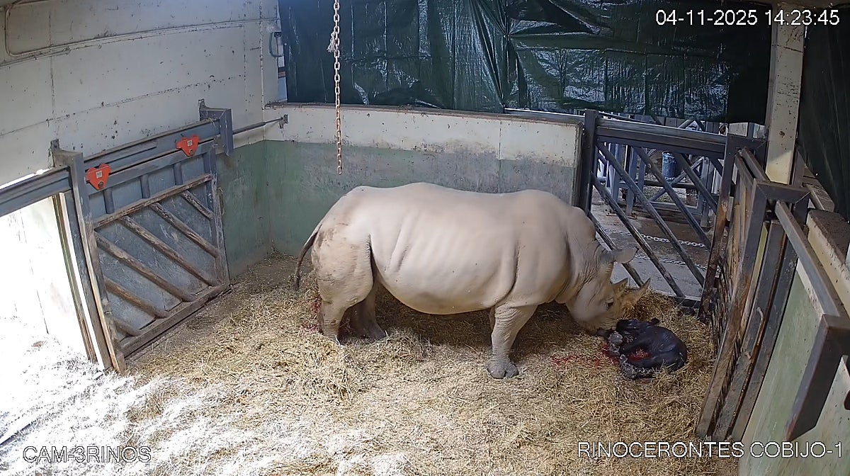 Imagen del parto de una rinoceronta en Bioparc Valencia