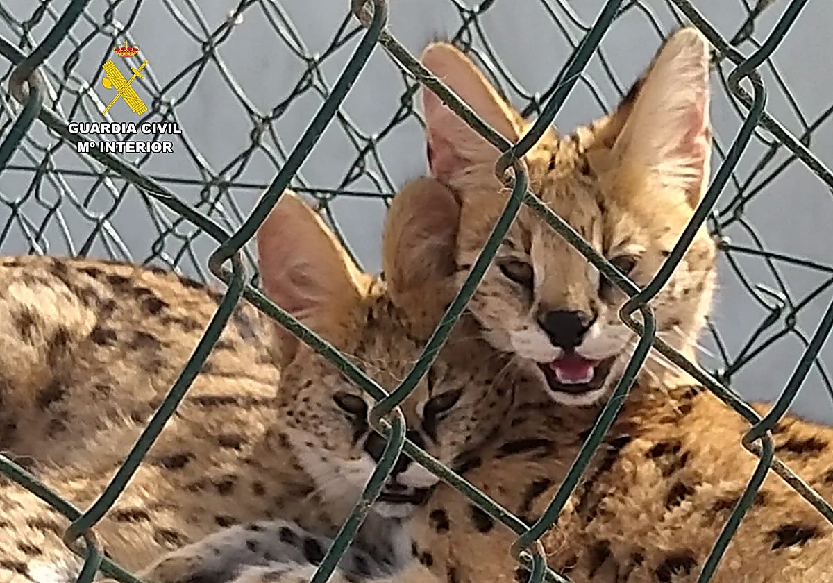 Investigadas tres personas por criar leopardos jaspeados en Las Palmas de Gran Canaria