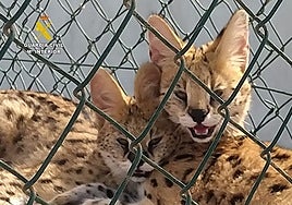 Investigadas tres personas por criar leopardos jaspeados en Las Palmas de Gran Canaria