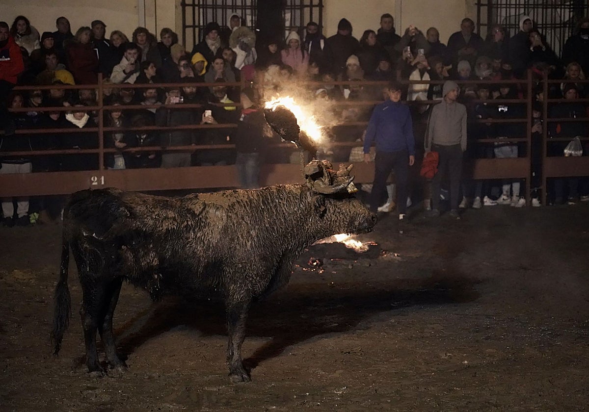 Toro Jubilo, en Medinaceli (Soria) en 2024, último festejo celebrado