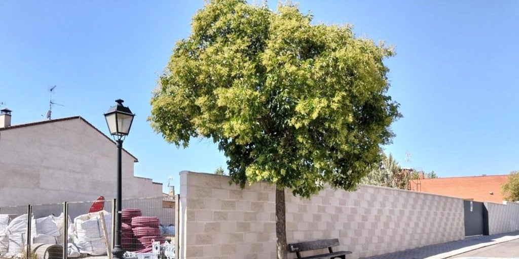 Licitada la redacción del proyecto de ampliación y reforma del centro de salud de Escalona por más de 283.000 euros