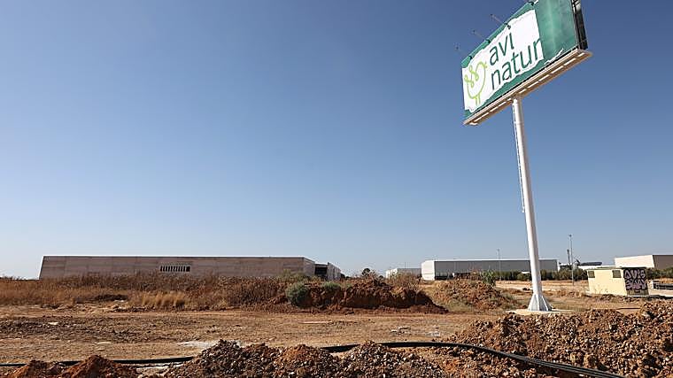 Obras de la futura planta de Grupo Aviserano en La Carlota