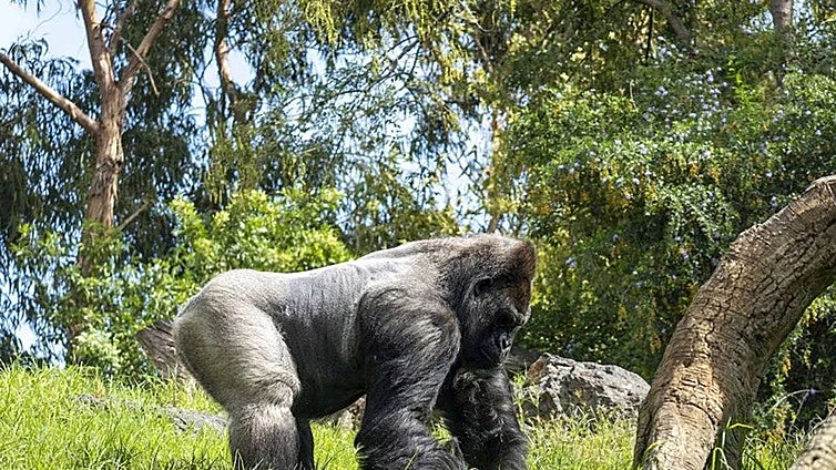 El primer gorila nacido en Andalucía cumple 5 años