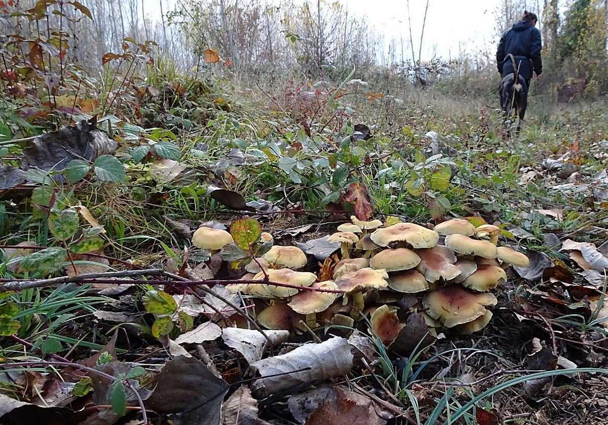 Las lluvias y las temperaturas suaves están permitiendo que comiencen a brotar las primeras setas