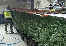 Juzgan a un grupo criminal de franceses y belgas con 5.000 plantas de marihuana, parte de ellas en Hellín