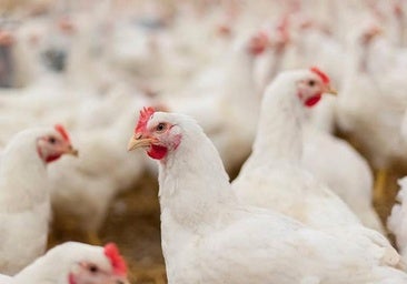 Un total de 25 municipios de Córdoba están obligados al confinamiento de las aves de corral