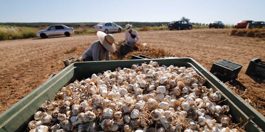 La mejora del riego replantea la vuelta del ajo cordobés, que buscó otras zonas para la plantación