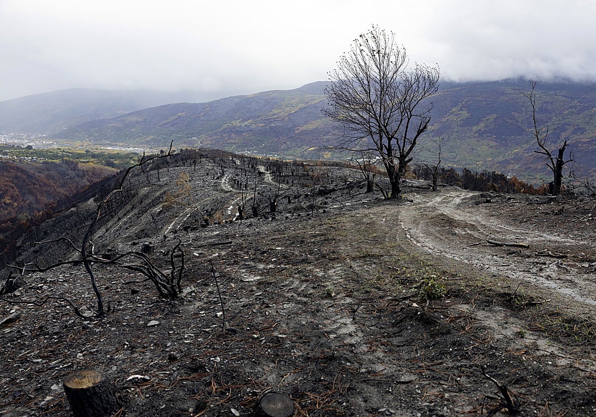 Suelos afectados por las cenizas de los incendios en Vilamartín de Valdeorras (Orense)