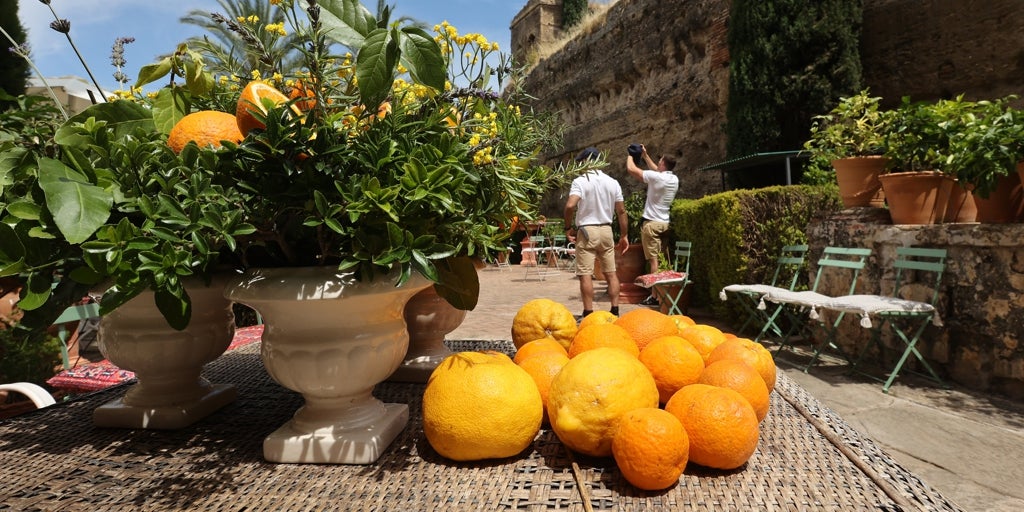 La cosecha de cítricos en Córdoba será menor a la prevista si no llueve pronto