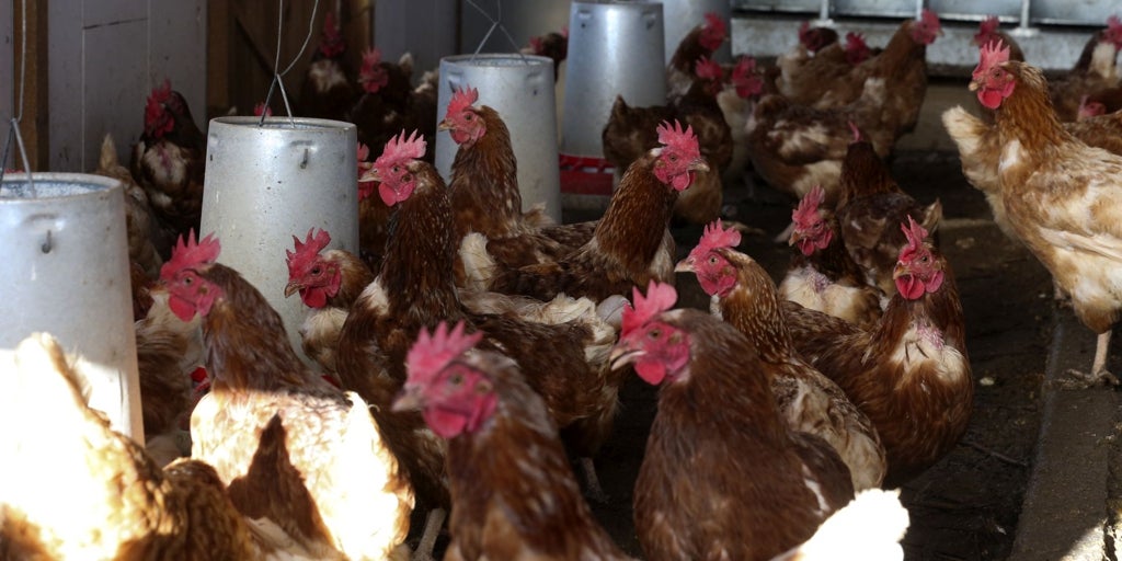 Confinadas las aves de corral en 250 municipios de Castilla y León para frenar la expansión de la gripe aviar