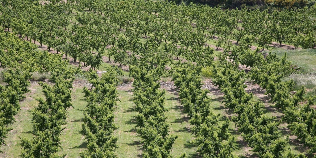 Prisión provisional para el pastor acusado de dar una brutal paliza a un ganadero de  Calanda tras la pelea por unas tierras