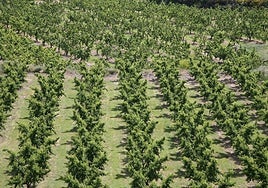 Prisión provisional para el pastor acusado de dar una brutal paliza a un ganadero de  Calanda tras la pelea por unas tierras