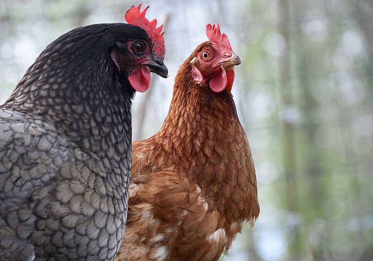 Castilla-La Mancha prohíbe desde este martes la cría de aves de corral al aire libre para frenar la influenza aviar