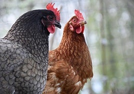 Castilla-La Mancha prohíbe desde este martes la cría de aves de corral al aire libre para frenar la influenza aviar