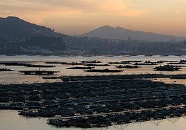 El 80% de los viveros de mejillones permanecen cerrados por la presencia de toxinas