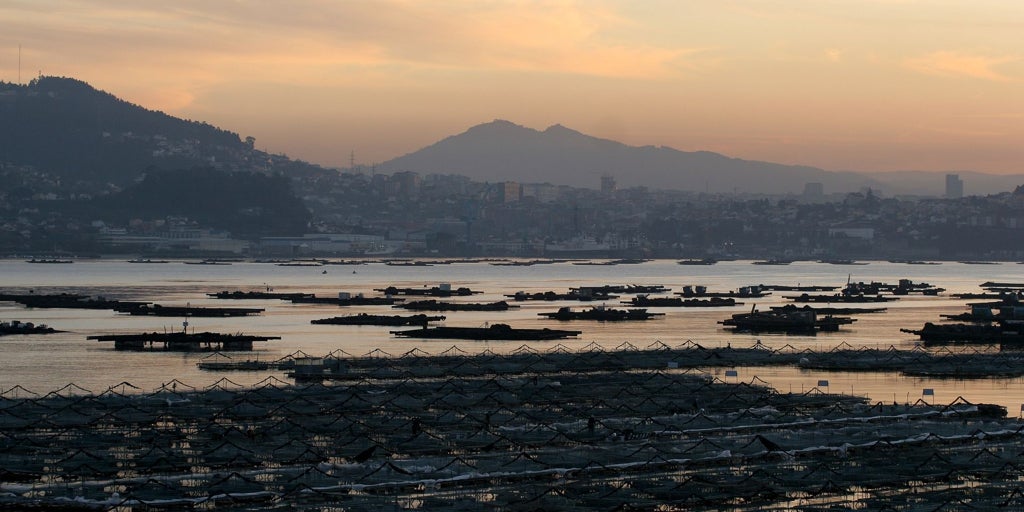 El 80% de los viveros de mejillones permanecen cerrados por la presencia de toxinas