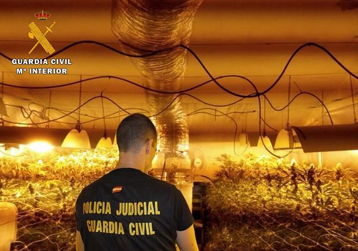 Un agente de la Guardia Civil en una plantación de marihuana en la provincia de Córdoba