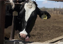 Condenan a un feriante por violar a una vaca en Lugo