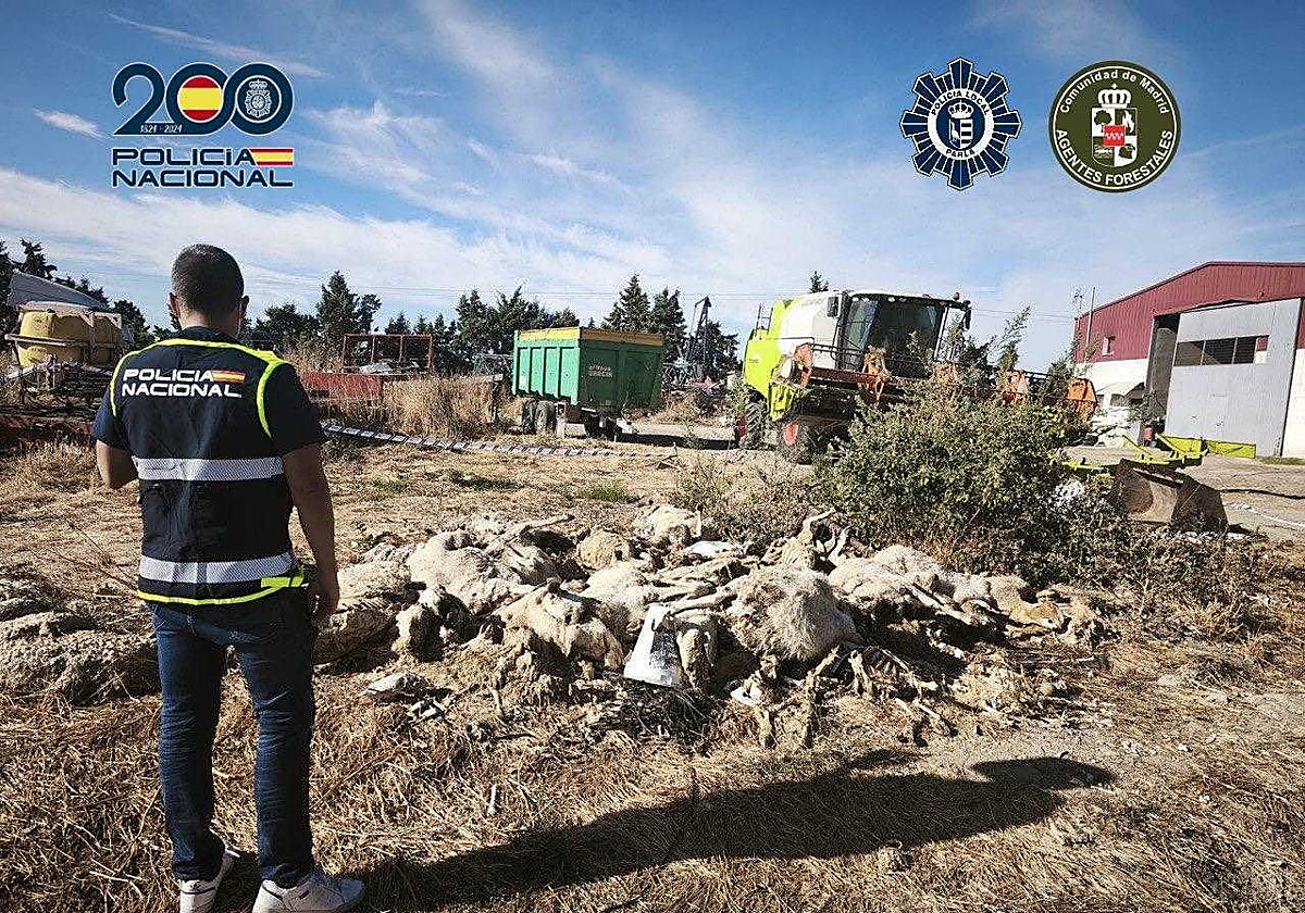 Imagen de las ovejas muertas en la finca