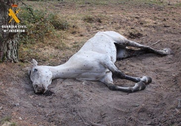 Investigado por dejar varios días a su yegua agonizando hasta morir en un paraje de Segovia