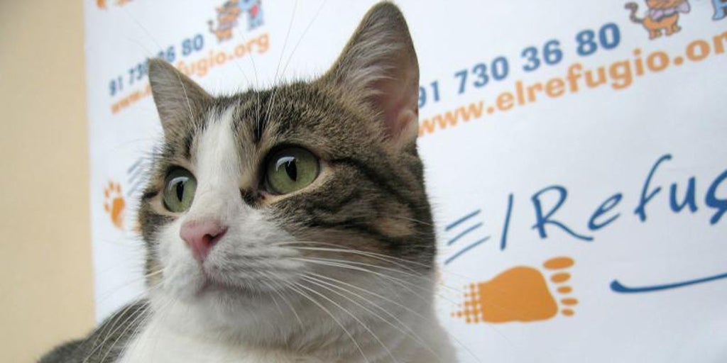 Cómo influye si la mascota es gato, perro o roedor en el desarrollo emocional del niño