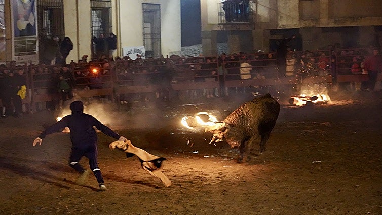 Los animalistas llaman a la movilización contra el Toro Jubilo: «Medinaceli será el nuevo Tordesillas»