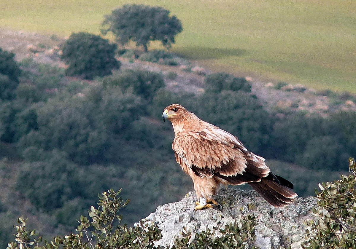 Detenido el guarda de un coto de caza por matar de un disparo un águila imperial ibérica en Toledo