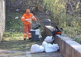 Las quejas sobre la limpieza de Córdoba siguen y tensan el Pleno: ratas negras, palomas o el tamaño de los nuevos contenedores