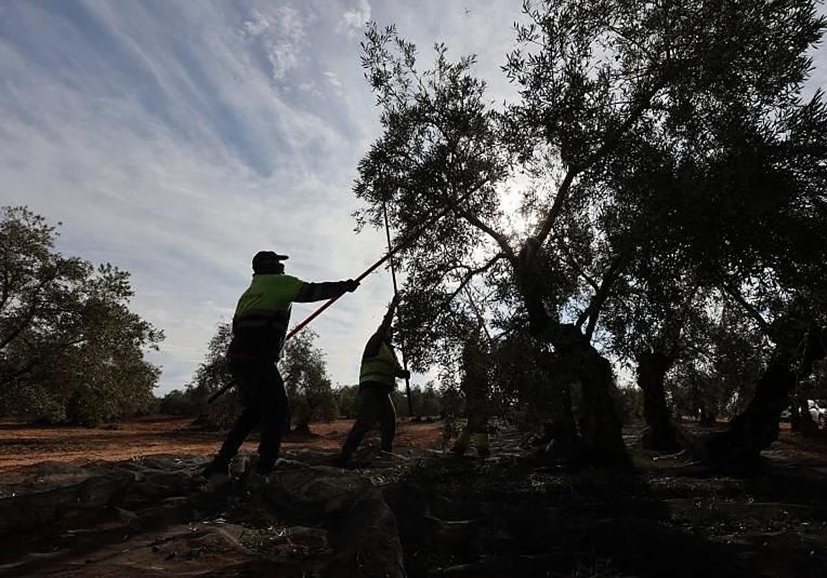 Agresor y víctima y iban a trabajar en la campaña de la aceituna