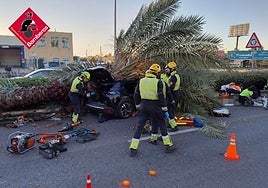 Muere un joven de 22 años tras caer una palmera sobre su coche en Torrevieja
