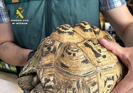 Intervienen cerca de 500 animales exóticos protegidos en un falso refugio de Ávila