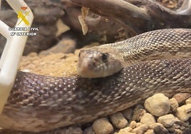 Intervenidos casi 500 animales exóticos protegidos en un falso refugio de Ávila con ejemplares procedentes de Toledo y Ciudad Real