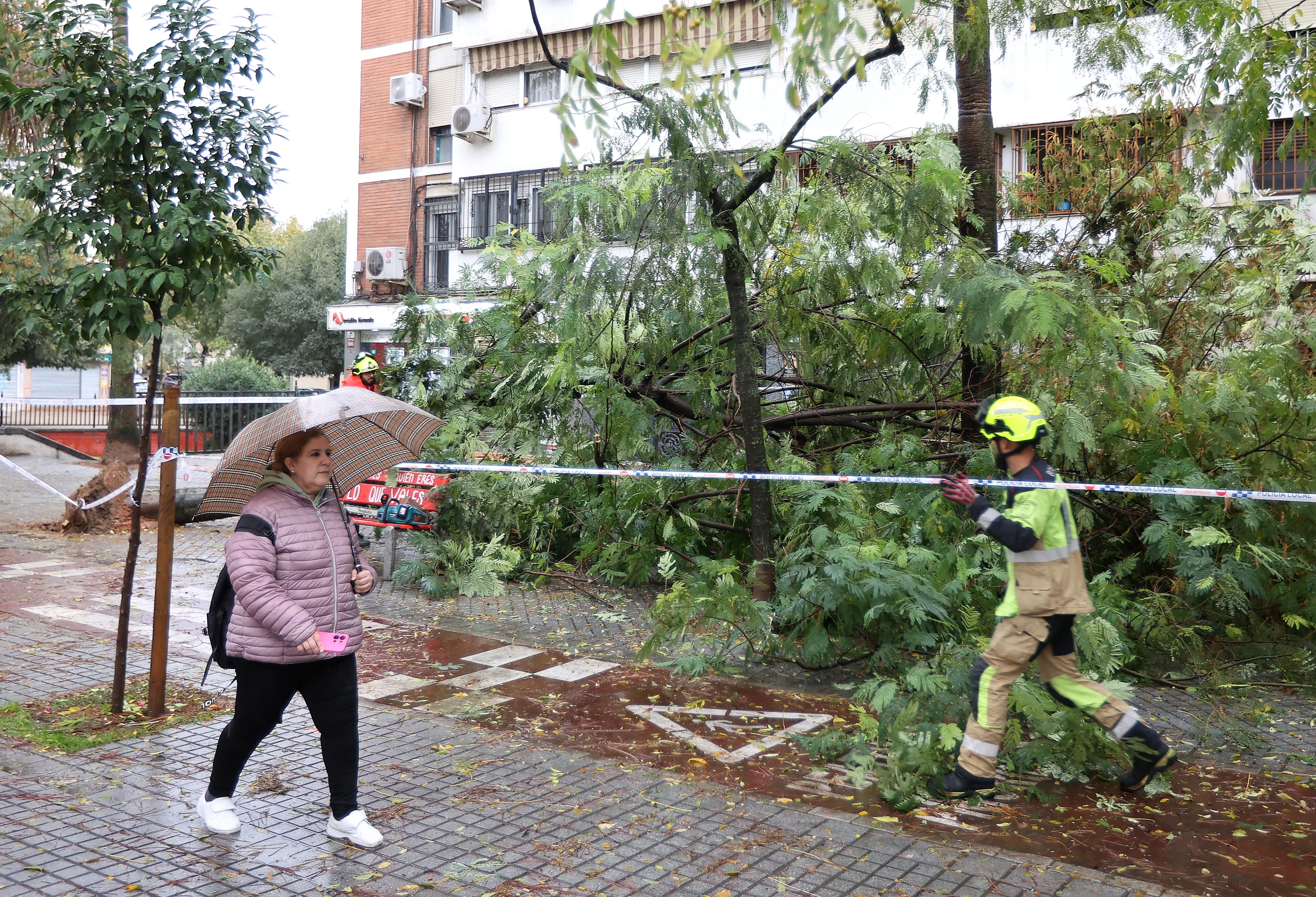 Una mujer pasa delante de unos arboles derribados por el viento en el Sector Sur