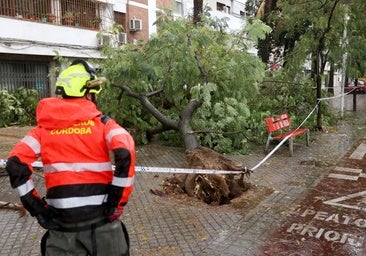 Los efectos de la borrasca Claudia en el Sector Sur, en imágenes