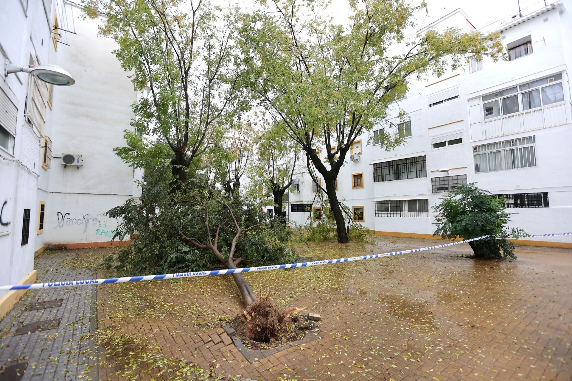 Los efectos de la borrasca Claudia en el Sector Sur de Córdoba, en imágenes