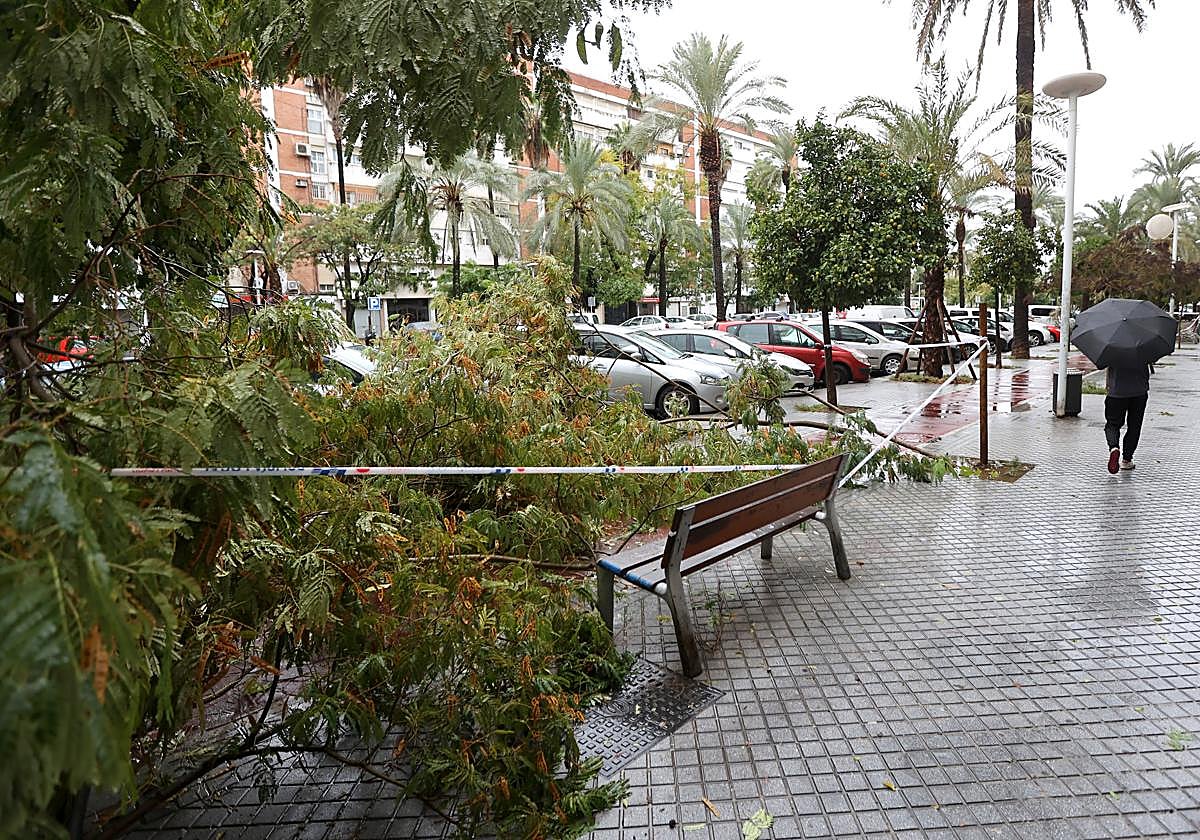 Un hombre se protege de la lluvia mientras pasa ante un arbol derribado por la borrasca en el Sector Sur